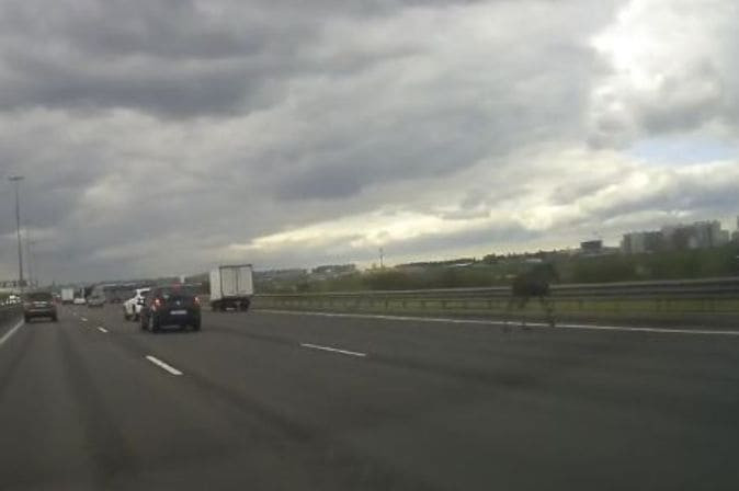 Лось «подрезал» два автомобиля на трассе в Санкт Петербурге (Видео)