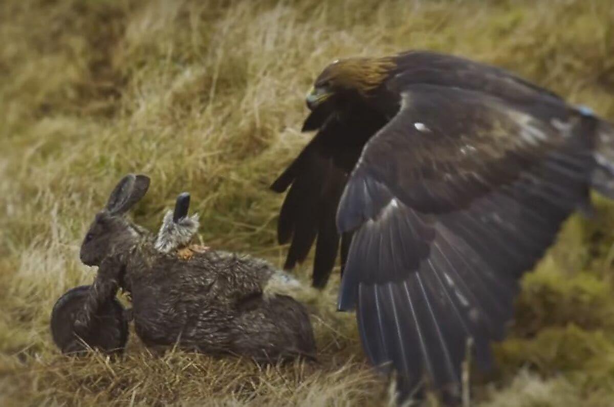 Охоту беркута на зайца-моторобота сняли британские документалисты