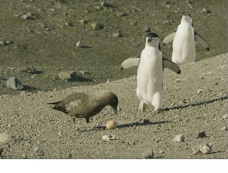 Пингвин, защищая яйцо, устроил погоню за наглым поморником ▶