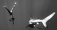 Скандально известная модель устроила голый дайвинг с акулами у побережья Гавайев 0