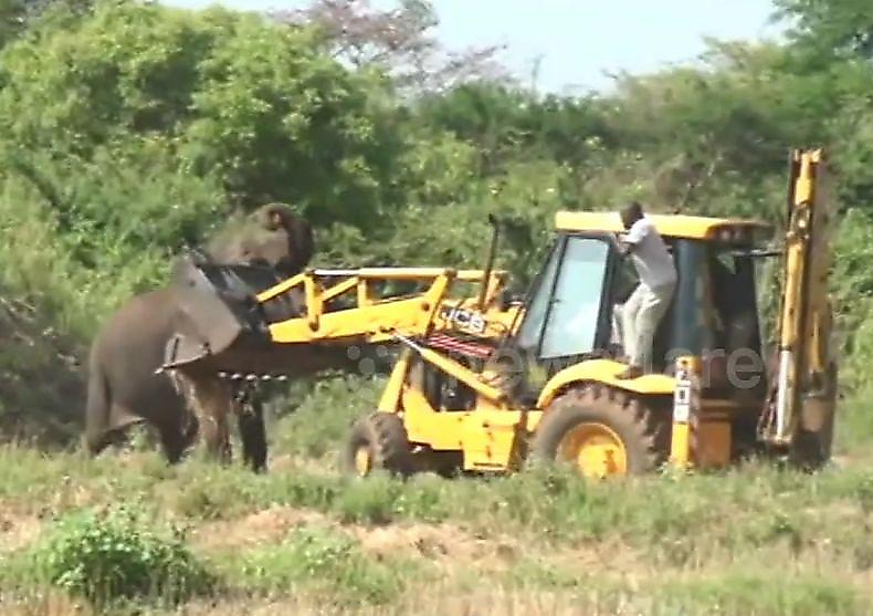 Слониха атаковала трактор со спасателями, пытавшимися вытащить её слонёнка из ямы в Шри-Ланке ▶
