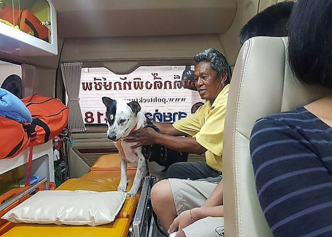 Спасатели сняли собаку с 50-метровой высоты автострады в Тайланде ▶