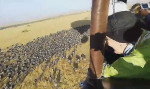 Туристы на воздушном шаре распугали стадо мигрирующих антилоп в Африке (Видео)