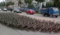 Утиная армия парализовала движение на китайской магистрали (Видео)