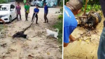 Жители деревни отбили собаку у питона в Тайланде (Видео)