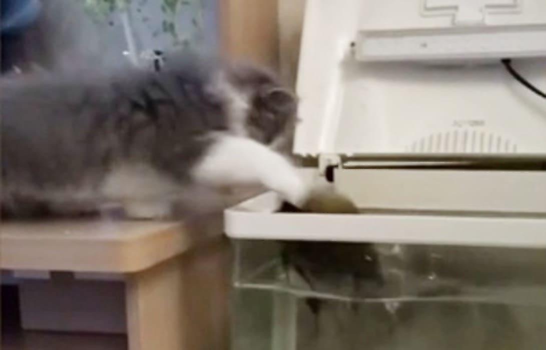 Аквариумная рыбка напала на котёнка и рассмешила хозяйку в Китае