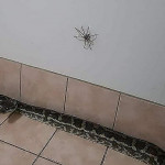Австралиец застал питона и ядовитого паука у себя в жилище