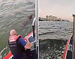 Береговая охрана спасла собаку, устроившую заплыв у побережья Флориды