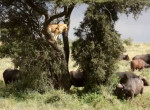 Буйволы загнали на дерево львицу, охотившуюся на них в Кении