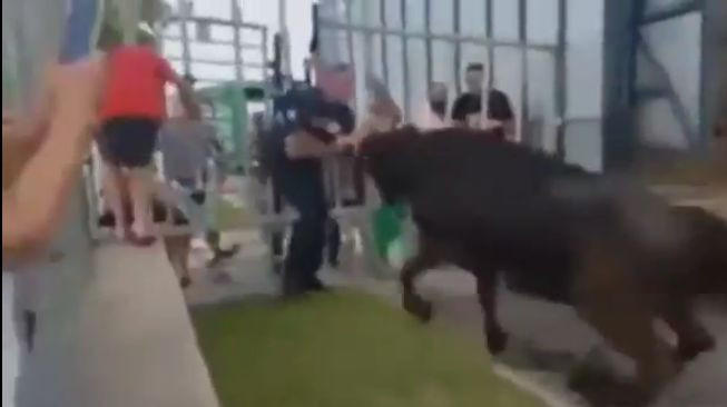 Бык поднял на рога полицейского во Франции (Видео)