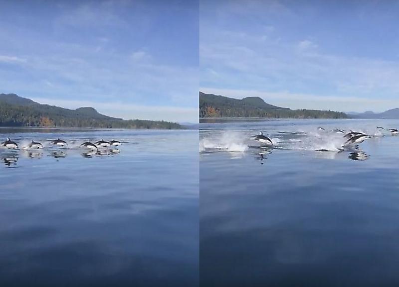 Дельфины устроили зрелищный заплыв во время кормёжки у канадского острова ▶