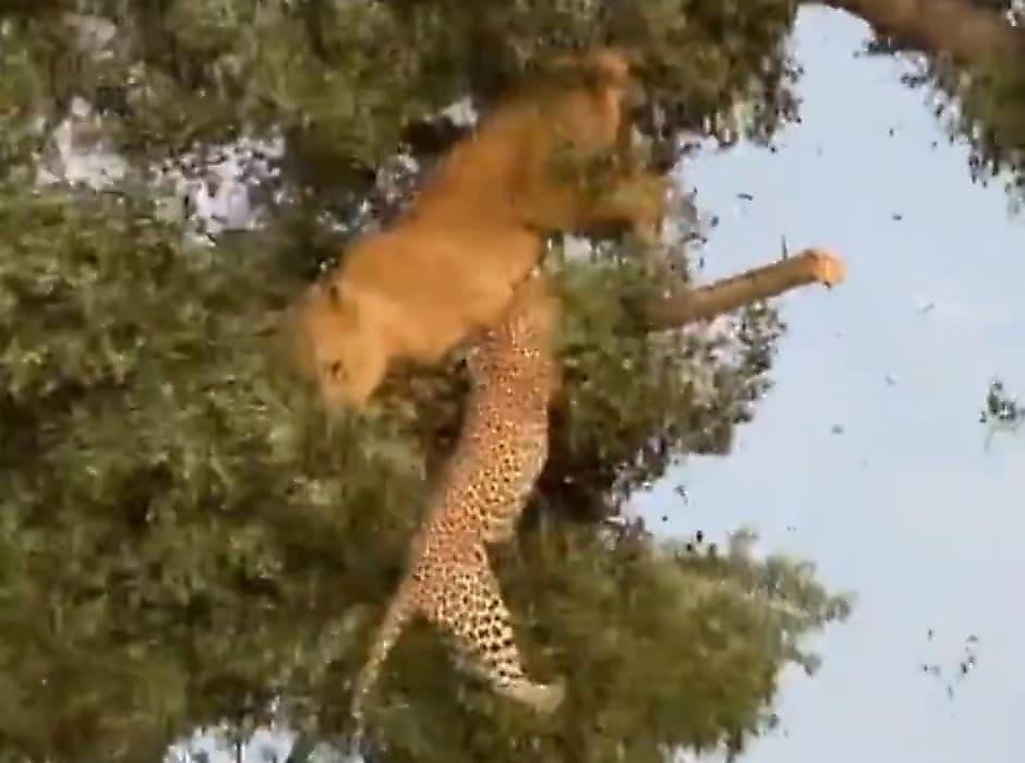 Дерево не выдержало веса не поделивших добычу львицы и леопарда в ЮАР
