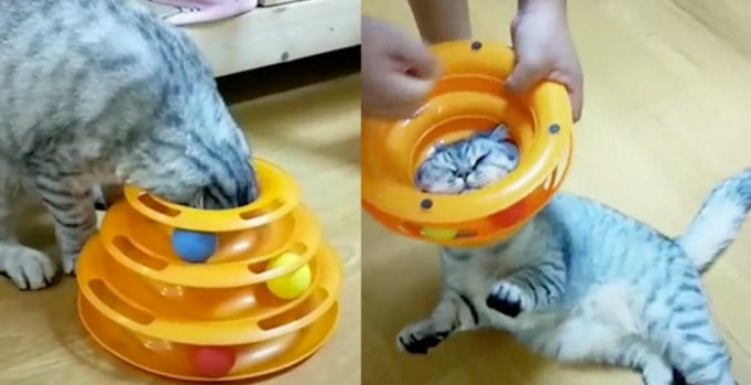 Хозяин глупой кошки, застрявшей в игрушке, еле спас своего питомца (Видео)