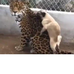 Пёс-маньяк использовал ягуара в качестве замены соплеменницы ▶