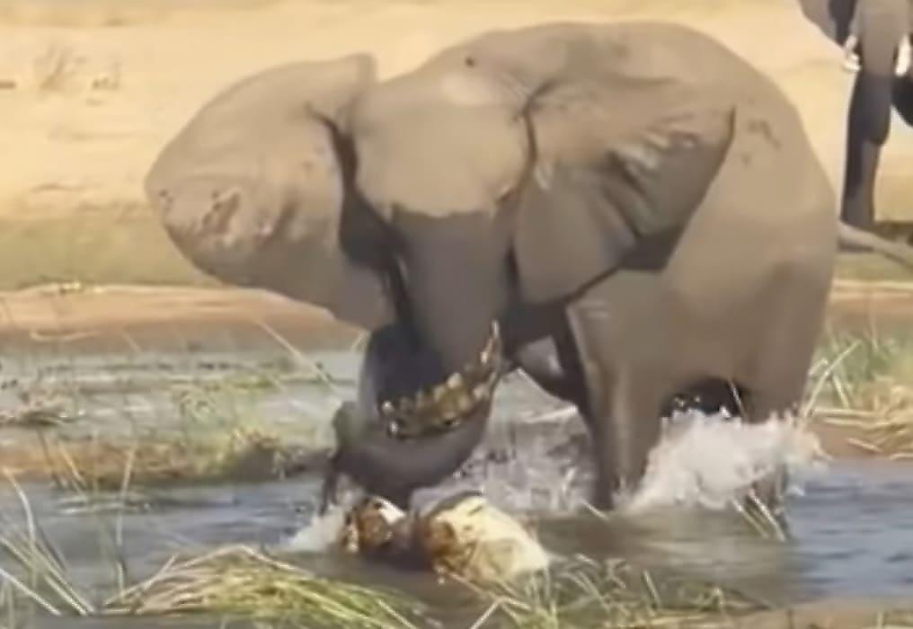 Разъярённая слониха растоптала крокодила на глазах у туристов в Замбии