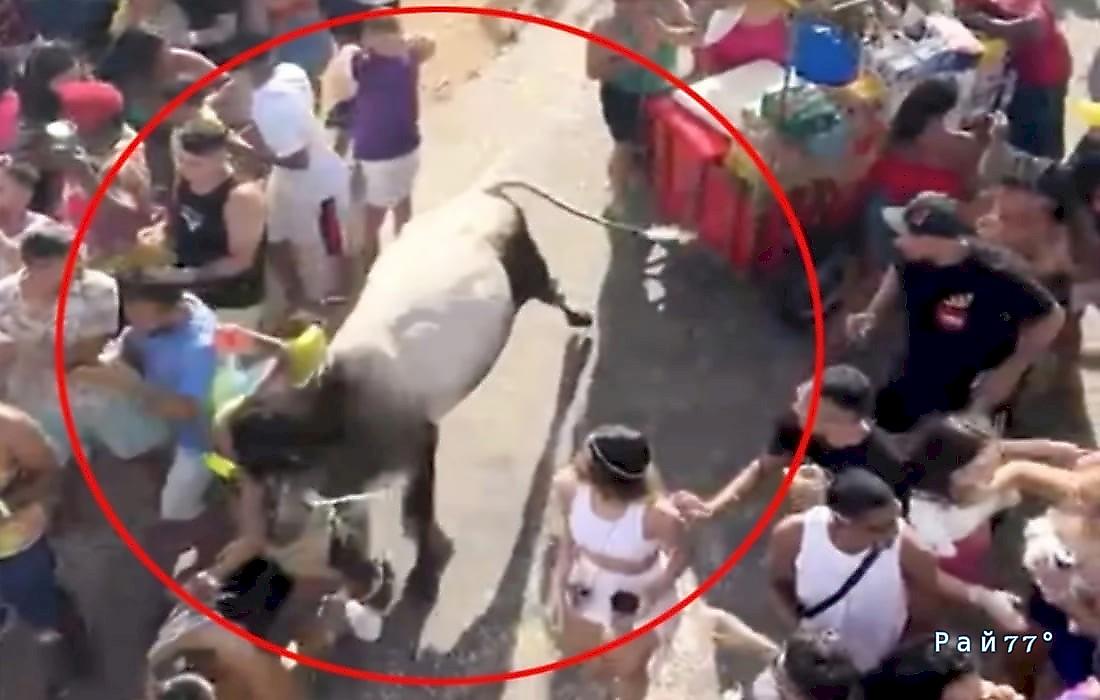 Сбежавший бык устроил хаос на карнавале в Бразилии: видео