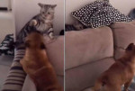 Собака не смогла простить ударившего её кота, но не нашла хитреца (Видео)