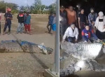 Спасатели поймали гигантскую самку крокодила и её отпрысков, погубивших жителя деревни в Индонезии
