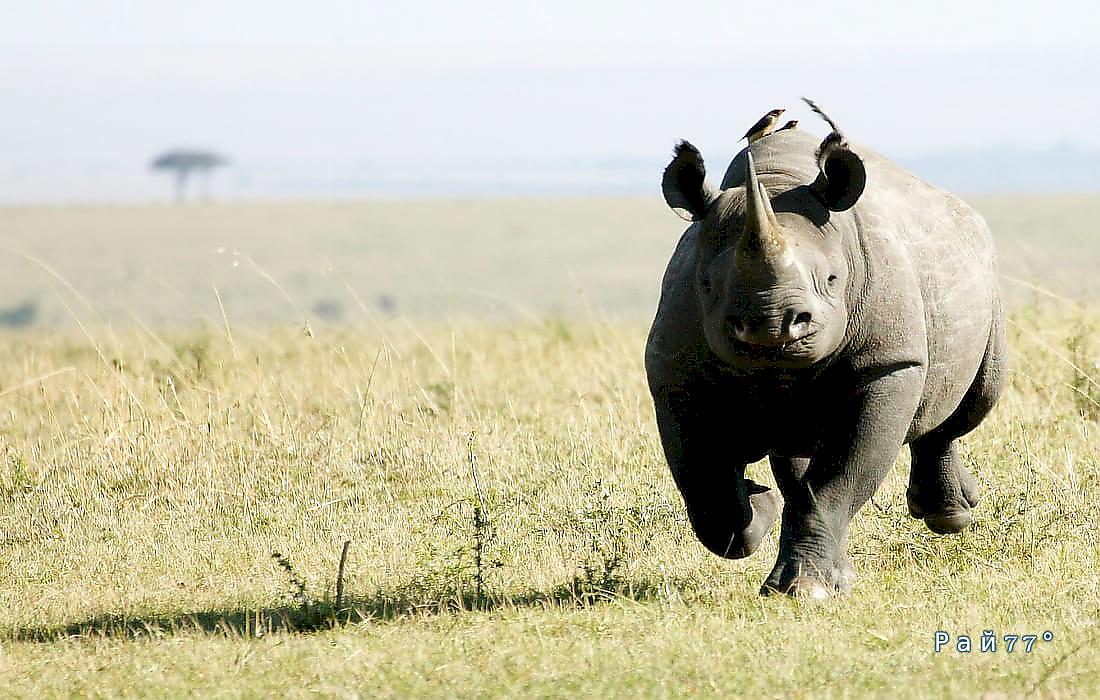 Упрямый носорог несколько минут преследовал автомобиль с туристами
