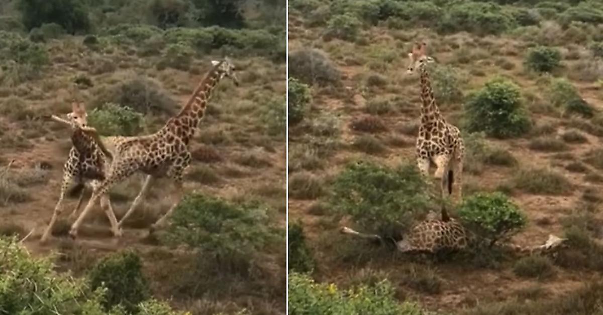 Жираф борцовским приёмом опрокинул соперника и попал на видео в ЮАР