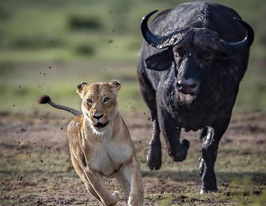 Буйвол устроил погоню за львицей на глазах у туристов в индийском заповеднике