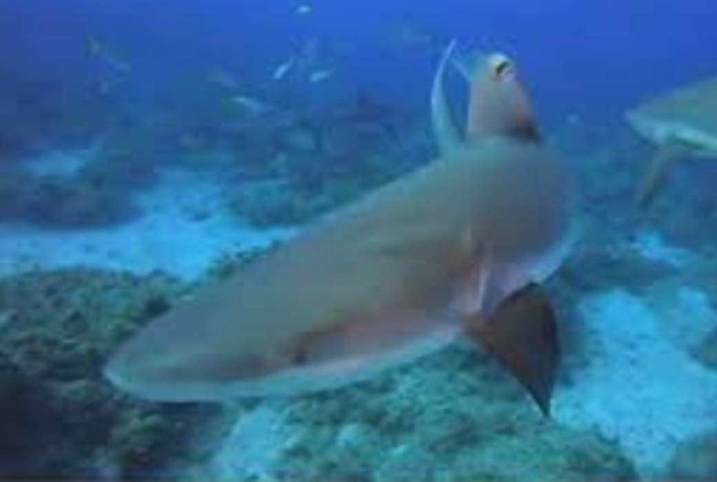 Дайвер привлёк внимание голодной акулы во время трапезы хищниц на Багамах