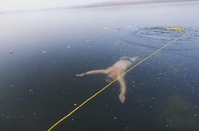 Фридайвер совершил заплыв подо льдом озера в Чехии ▶