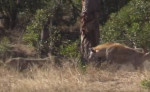 Гиена случайно спасла антилопу, отбив её у леопарда (Видео)