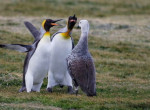 Гусыня мать, защищая птенцов, нарушила процесс миграции пингвинов на острове в Австралии - видео