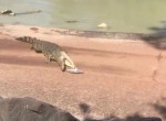 Крокодил отобрал улов у рыбаков в Австралии ▶