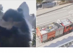 Маламут устроил забавную «перекличку» с пожарной машиной в Китае