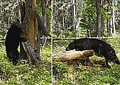 Медведь, учуяв насекомых, раскурочил трухлявое дерево в американском парке ▶