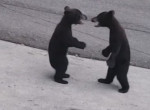 Медвежата, следуя за матерью, устроили потасовку на середине дороги ▶