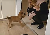 Неподдельная радость от встречи щенка с хозяйкой растрогала интернет: видео