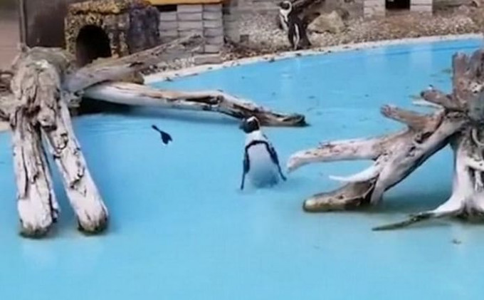 Пингвин, преследующий бабочку, попал на видеокамеру в японском зоопарке