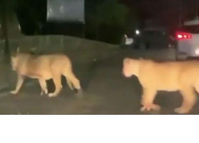 Пять львов совершили прогулку по оживлённой магистрали в Индии ▶