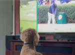 Реакция пса, смотревшего по телевизору чемпионат по гольфу, позабавила интернет-пользователей