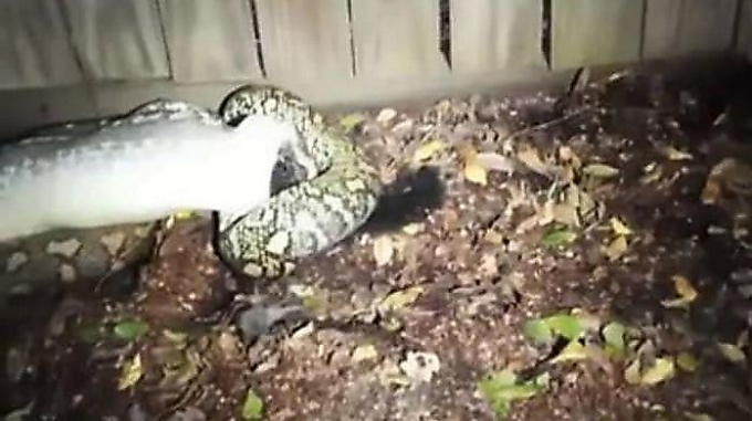 Самка опоссума успела выпустить из своей сумки детёныша, после чего стала добычей питона (Видео)