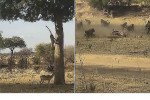 Стая бабуинов не смутила леопарда, атаковавшего с дерева антилопу в Танзании (Видео)