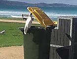 Умный какаду открыл мусорный контейнер и устроил «пикник» для соплеменников в Австралии