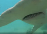 Акула-молот устроила засаду дайверу возле побережья Австралии - видео
