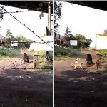 Бродячие псы вынудили медведя бежать из индийской деревни (Видео)