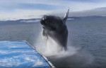 Горбатый кит, чуть не перевернувший лодку, устроил холодный душ для туристов на Аляске (Видео)