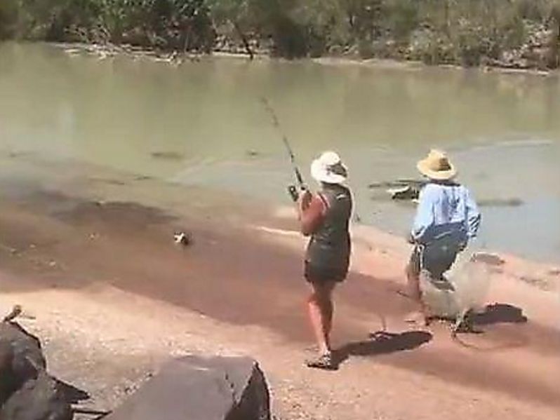 Крокодил отобрал улов у рыбаков в Австралии ▶