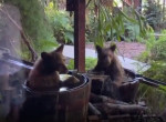 Медвежата забрались на частный двор и устроили водные процедуры в бочках - видео