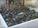 Монахи, «делая добро», приютили сотни черепах в буддийском храме