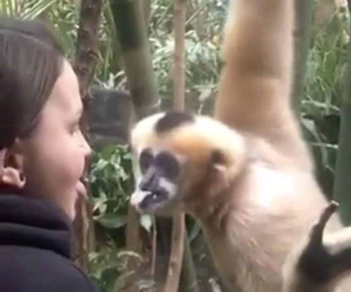 Обезьяна не сдержала эмоций, исследуя проколотый язык у посетительницы зоопарка