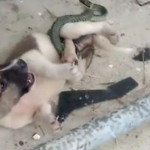 Посетитель храма отбил щенка у змеи, выбравшей неправильную добычу (Видео)