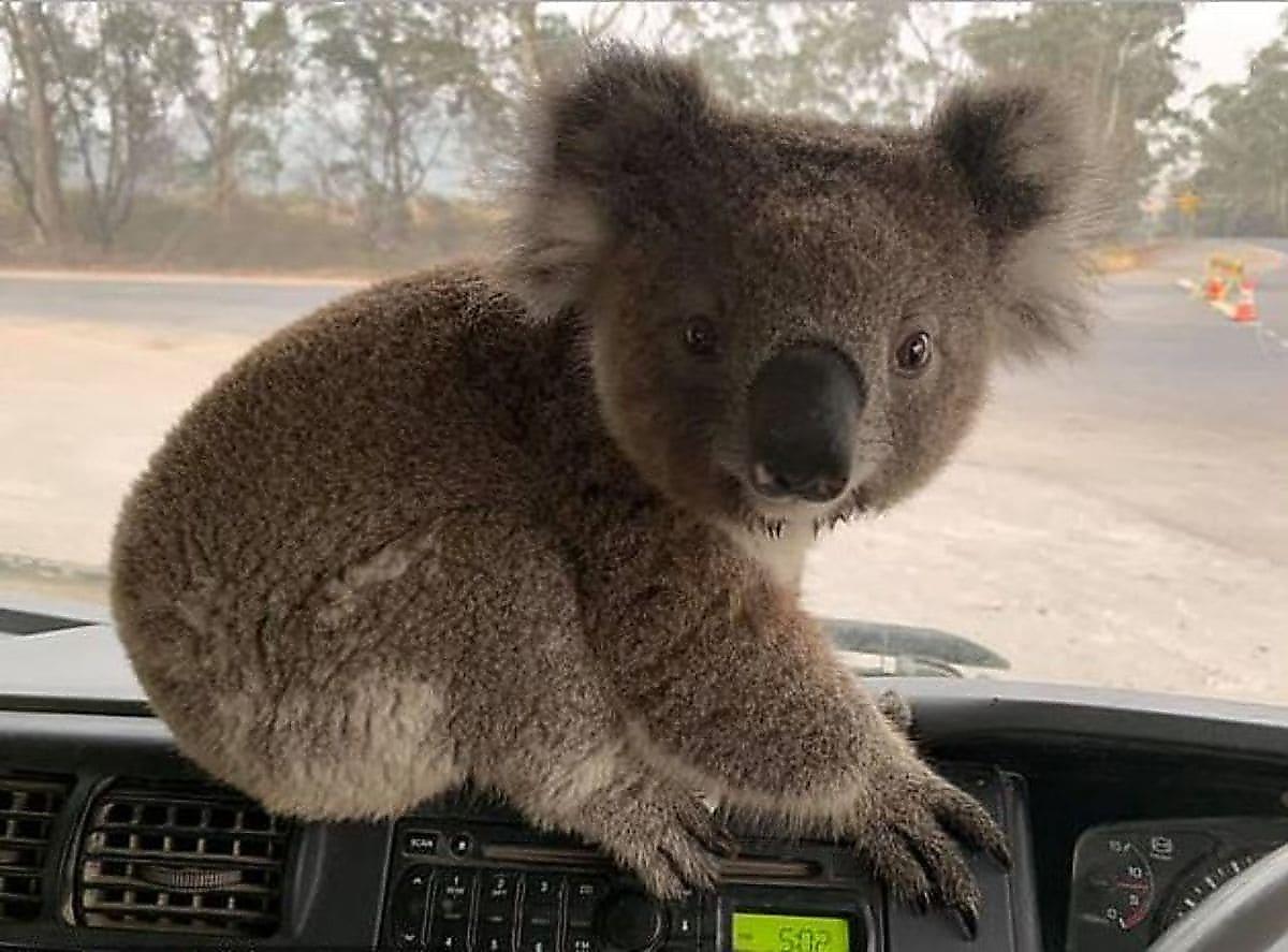 Пожарный спас детёныша коалы и забрал его из объятого пламенем леса в Австралии