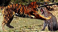 Противостояние тигрицы и леопарда попало на видео в индийском заповеднике